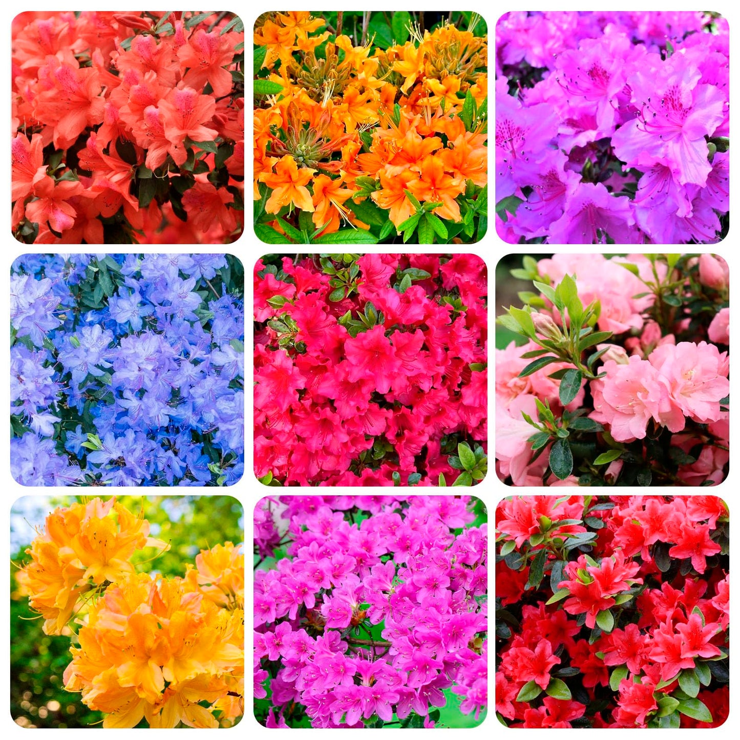 30+ Seed Mixed Colorful Azalea Rhododendron Simsii Seeds Schlippenbachii Bush Shrub Beautiful Flowers Plant for Garden Outdoors