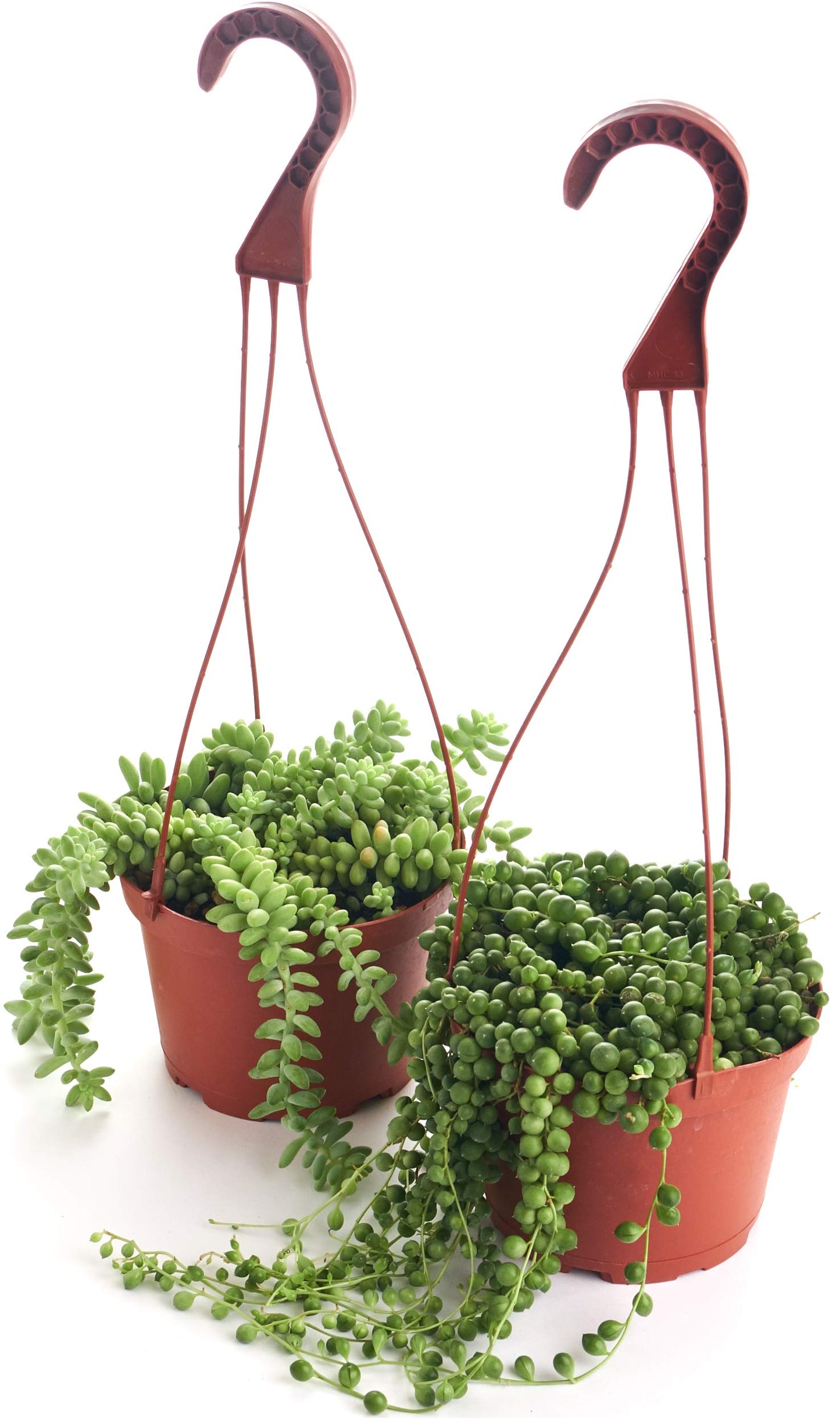 Shop Succulents | Hanging Collection of Live Succulent Plants, Hand Selected String of Pearls & Burrito Sedum Variety | Collection of 2 in 6" Grow Pot