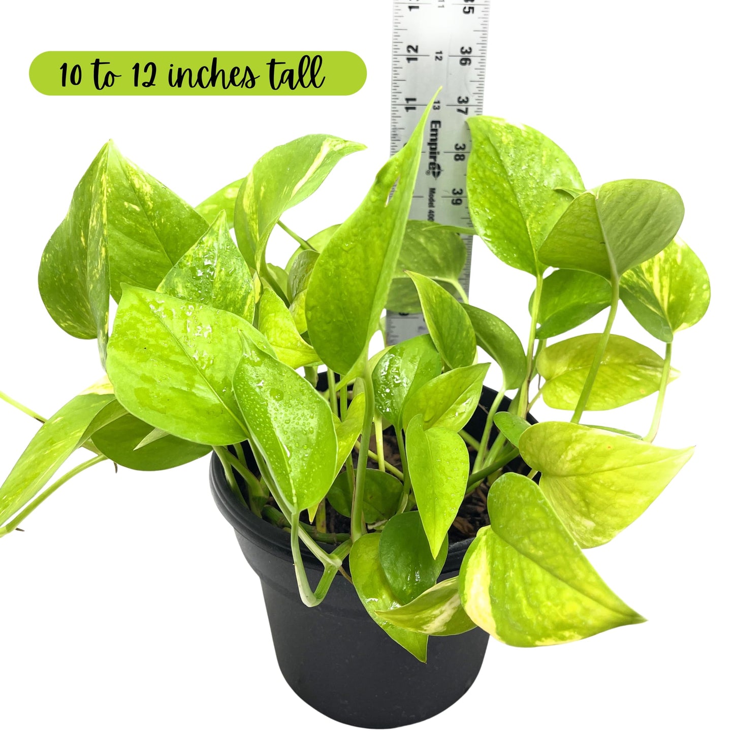 Live Pothos Indoor Houseplants, House Warming Gift, Low Maintenace, Easy to Grow, Air Purifying, Versatile Placement, Gift for Office and Home Decor, 10 to 12 inches Tall