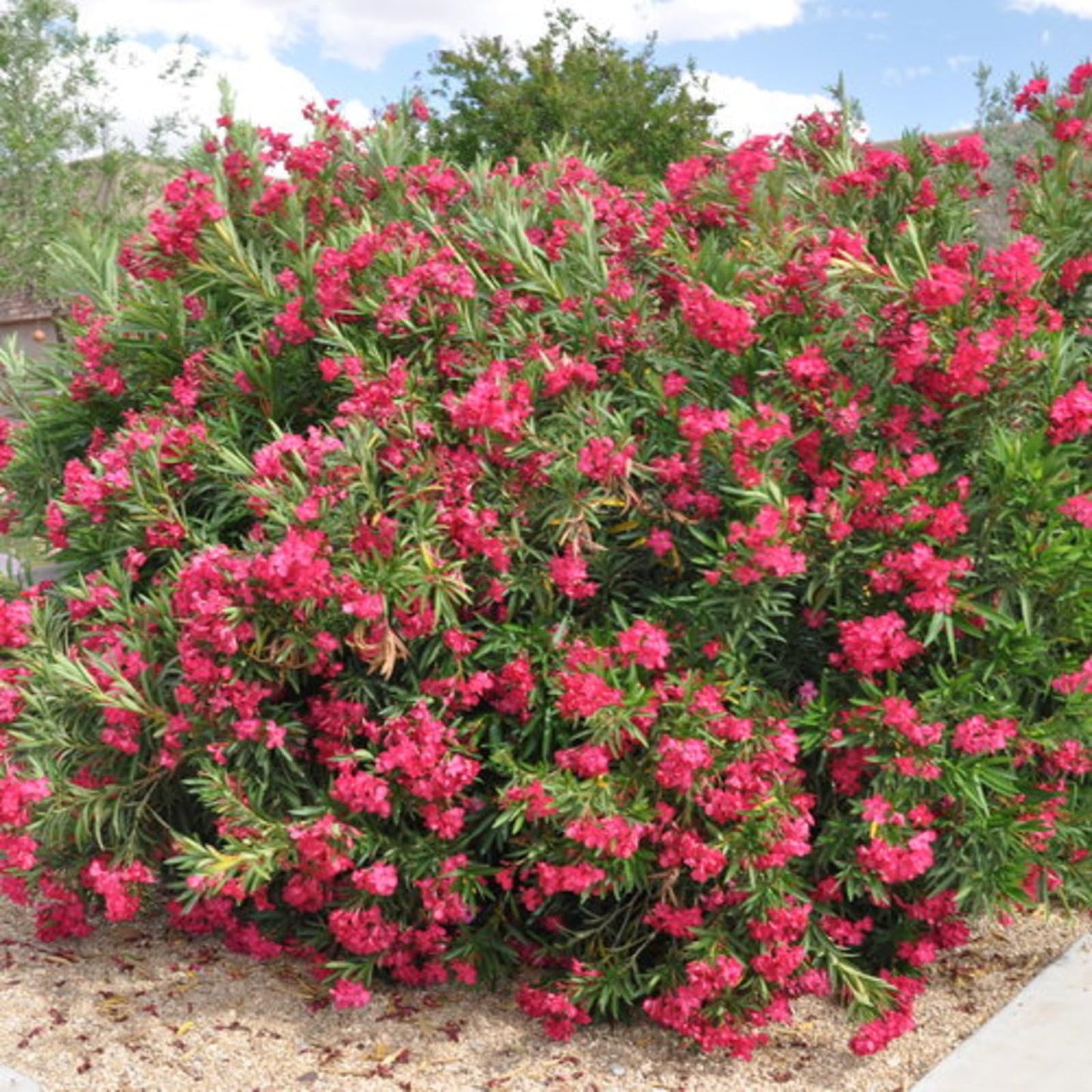 Proven Winners Austin Pretty Limits Oleander (Nerium Oleander) Live Plant, 4.5" Qt, 4 Pack