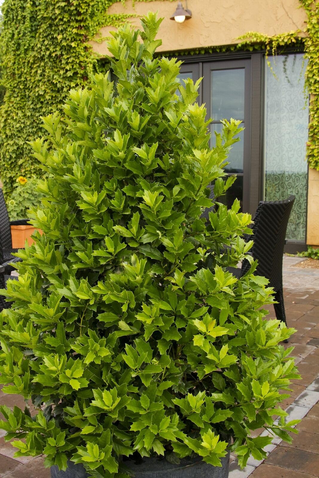 Live Plant - Oak Leaf Red Holly Shrub/Tree - Live Plant - 6-12" Tall, 3" Pot - Ilex x 'Conaf'