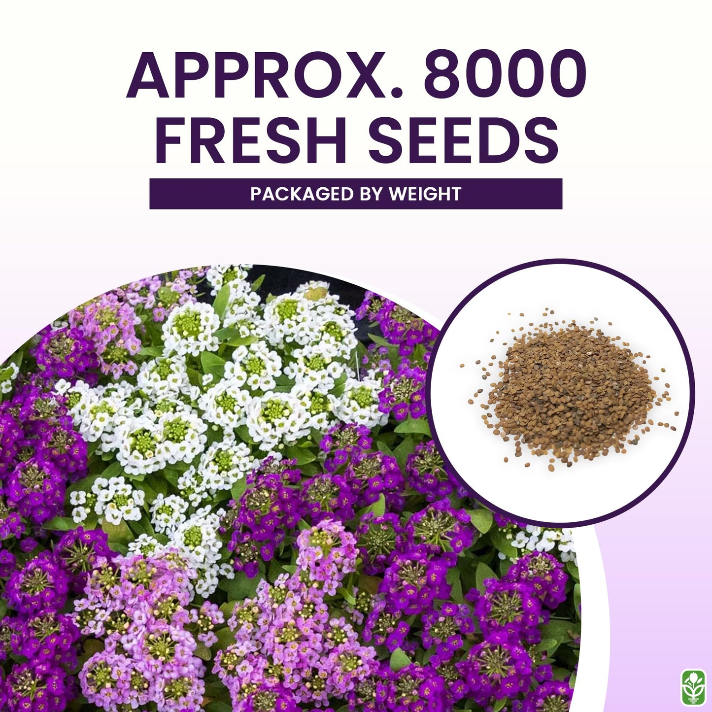 8000 Sweet Alyssum Seeds - Carpet of Snow - Great Ground Cover