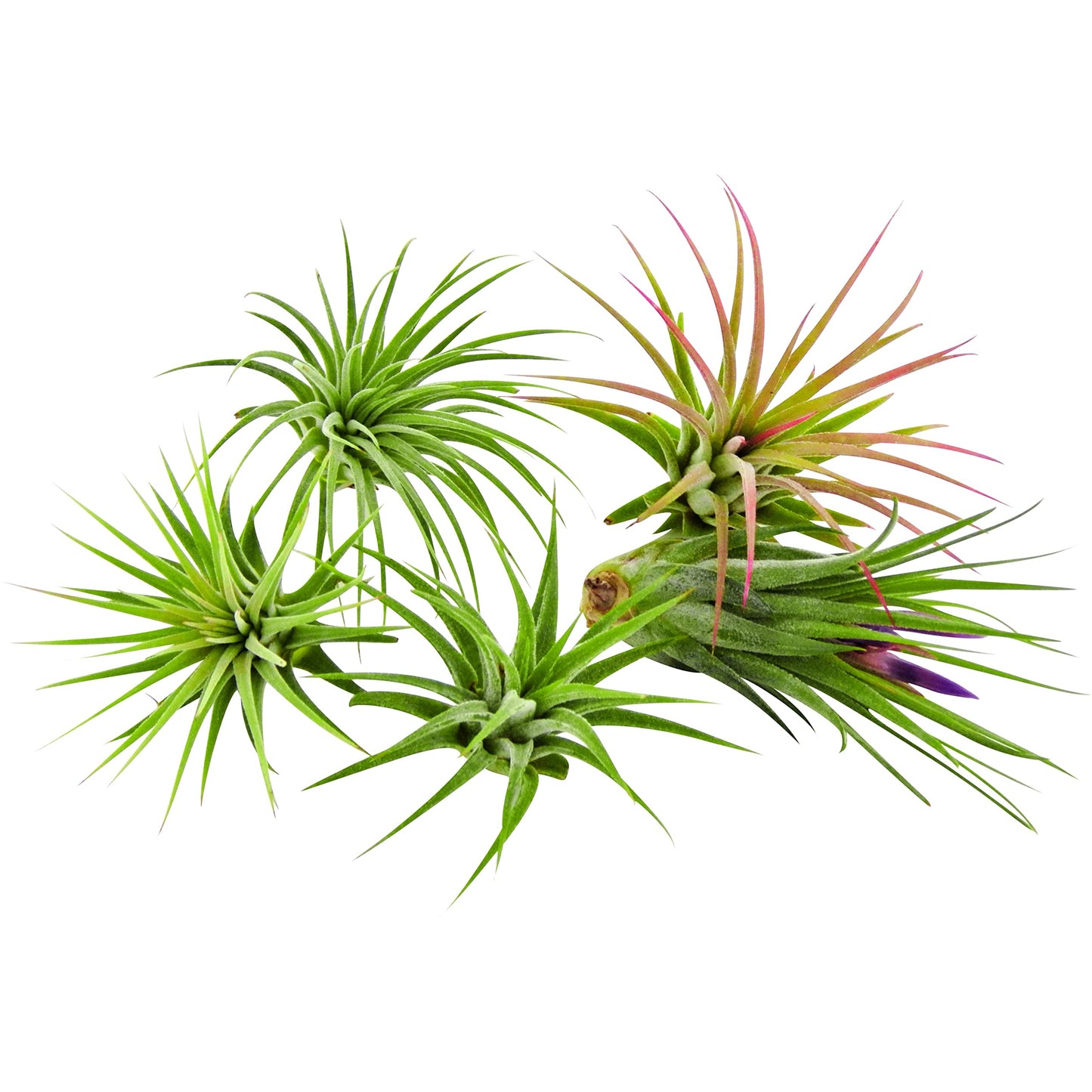 It Blooms Rainforest Grown 5 Pack Ionantha Mexican Air Plants Assorted Sizes - Live Tillandsia - 30 Day Guarantee
