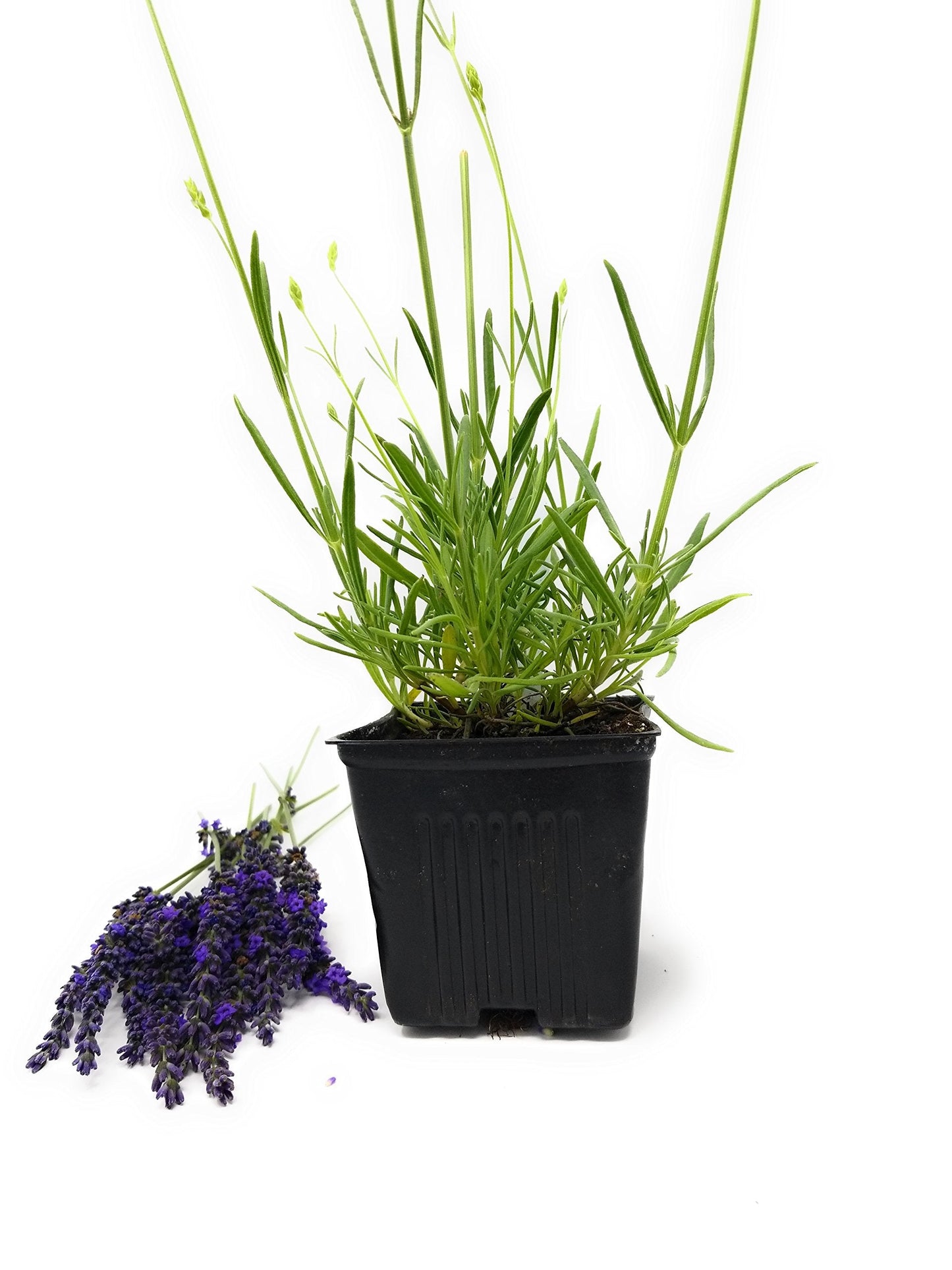 L+ Grosso Lavender — 1 Live Plant in 4" Pots — Deep Violet Flowers — Fragrant, Bee-Friendly, Drought & Deer Resistant Perennial — Zones 5–9, Cut Flower & Sachet