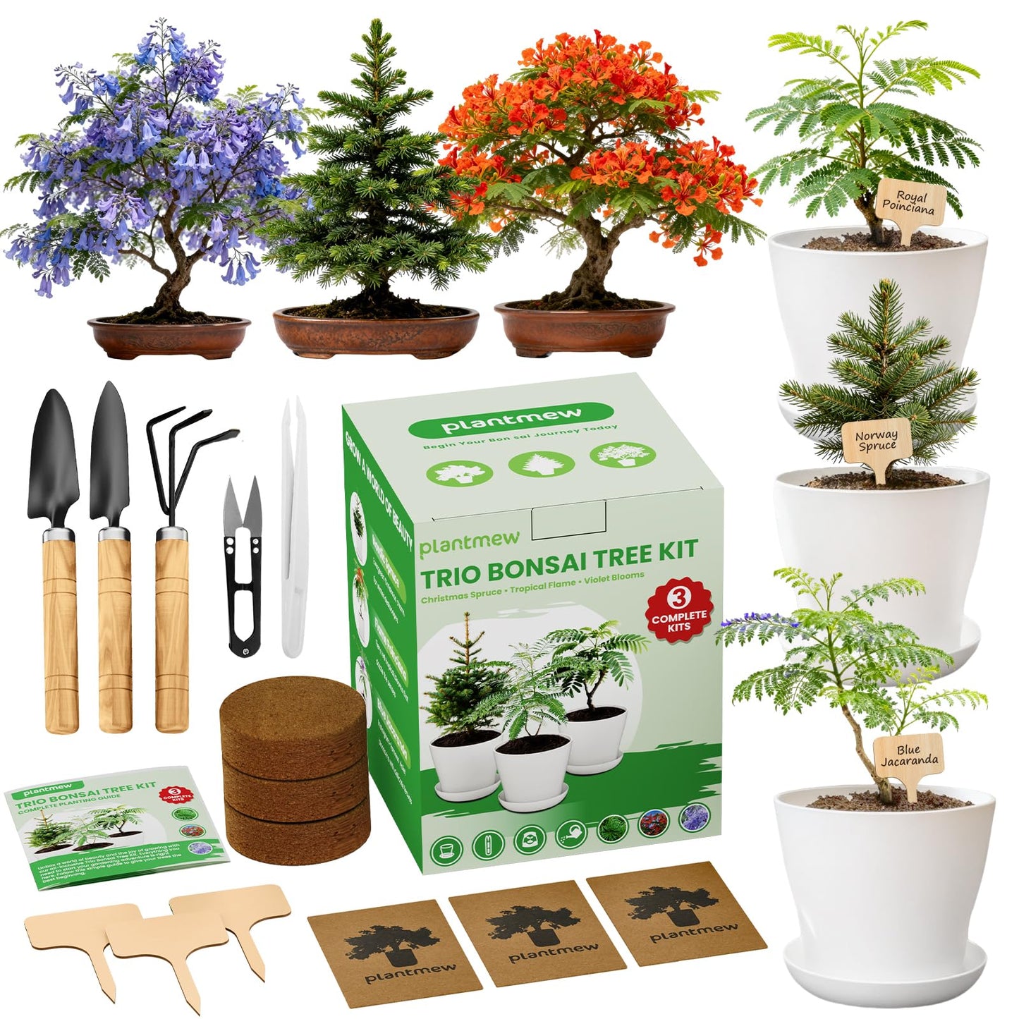 Jacaranda Bonsai Starter Kit – Complete DIY Indoor Growing Kit with Tools, Planter & Guide | Unique Gardening Gifts for Beginners, Women, Men, Mom & Dad | Live Plant Craft Hobby Set