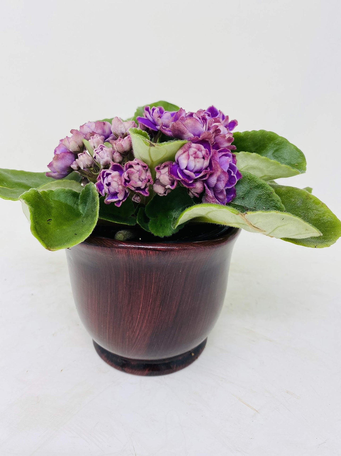 Novelty African Violet 4" with Ceramic Pot Best Blooming Plant