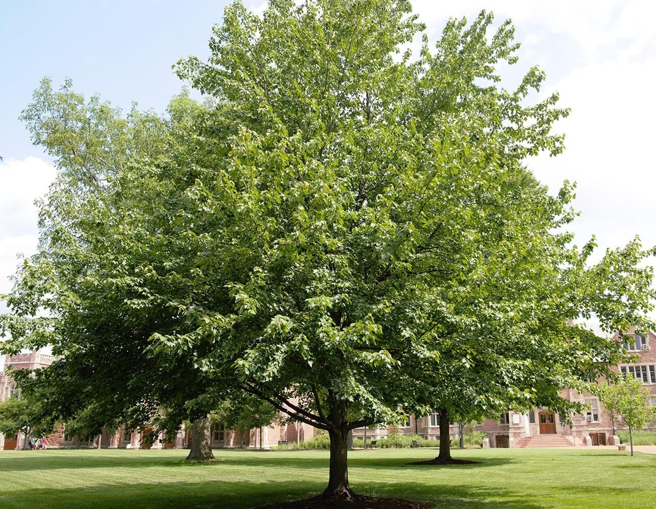 Large American Red Maple Shade Tree - Live Plant Shipped 5 to 6 Feet Tall by DAS Farms
