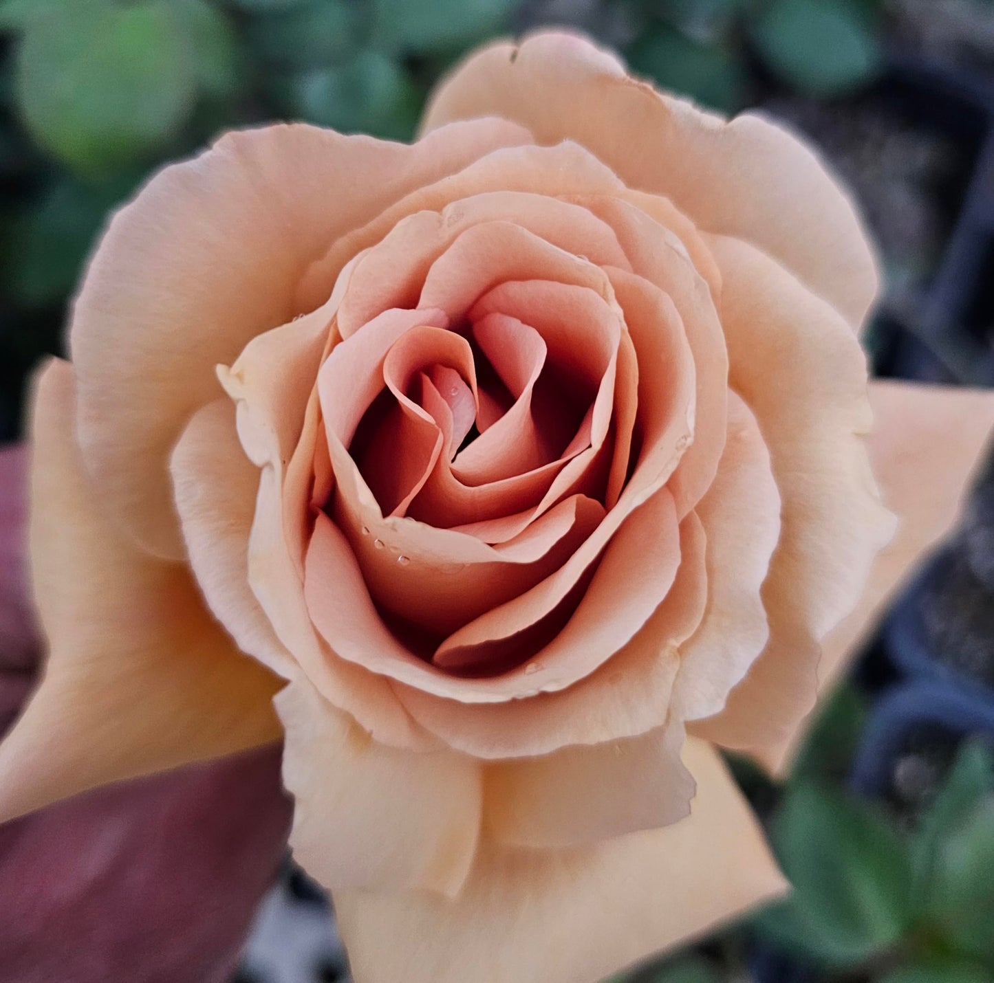 Ma Cherie Roses Butterscotch Climbing Roses Live Plants, Rose Bushes Ready to Plant, 2 Quart Pot, Live Plants Outdoor, Plant Gifts, Roses Live Plants, Outdoor Plants Live, Rose Bush, Climbing Roses