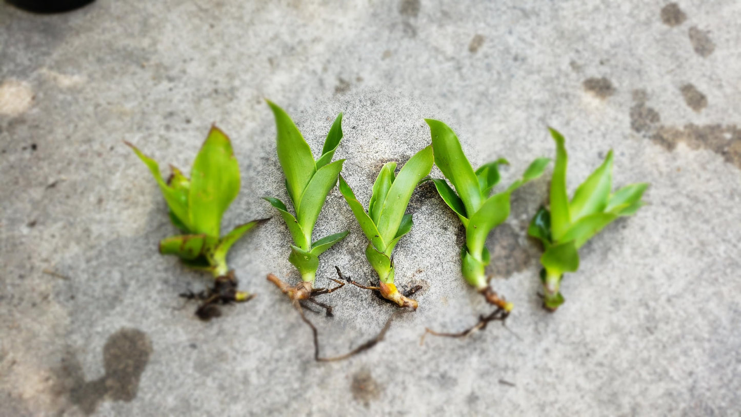 5 Callisia Fragrans, Basket Plant Live Cutting, House Plant Live, 5-7 inches Tall Easy to Plant. in House Plant. Nice Green in desks..Friends to Animal Easily to take Care.