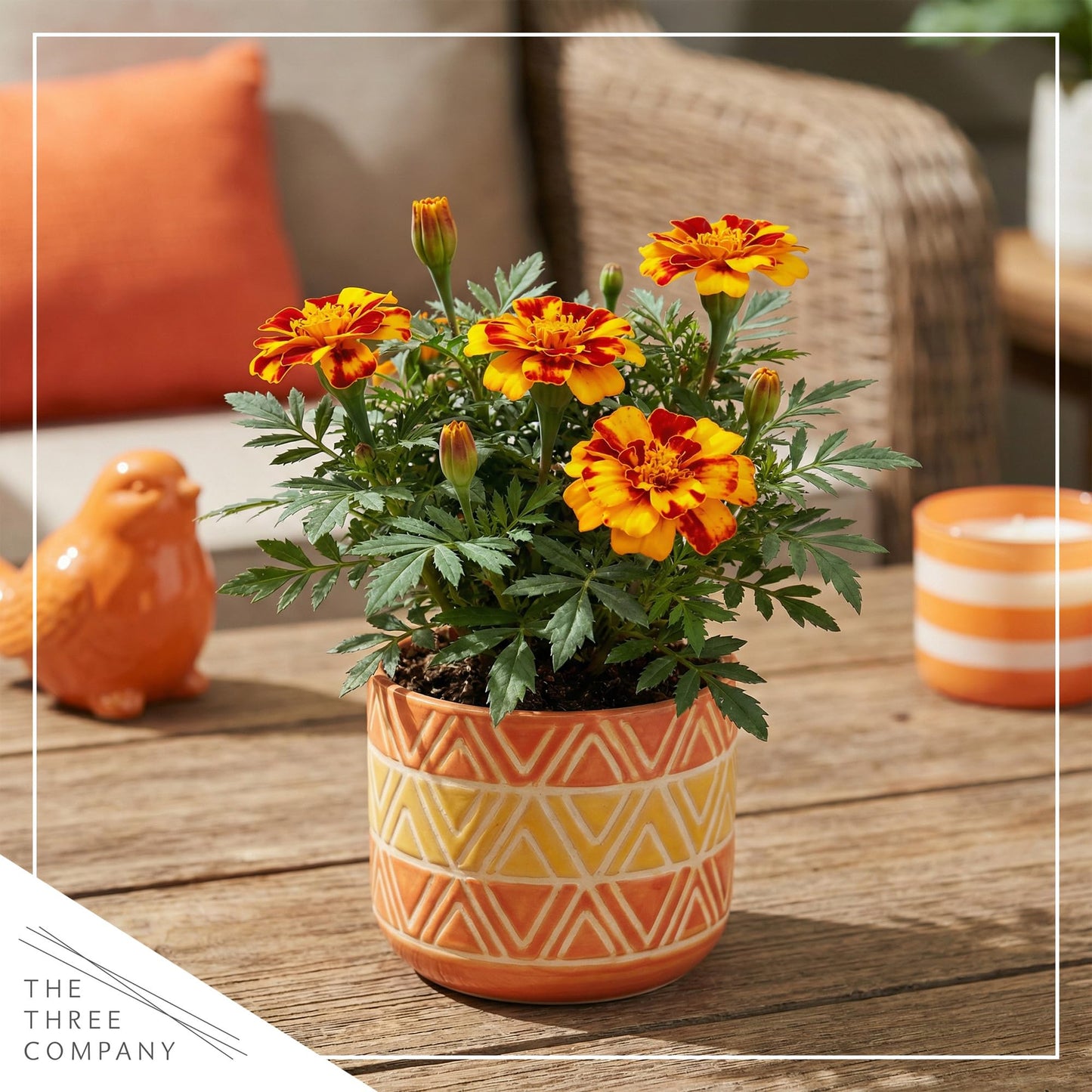 Live Flowering Marigold - Durango Bolero (4 Per Pack), Beautiful Spring Color, 8" Tall by 4" Wide in 1 Pt Pot