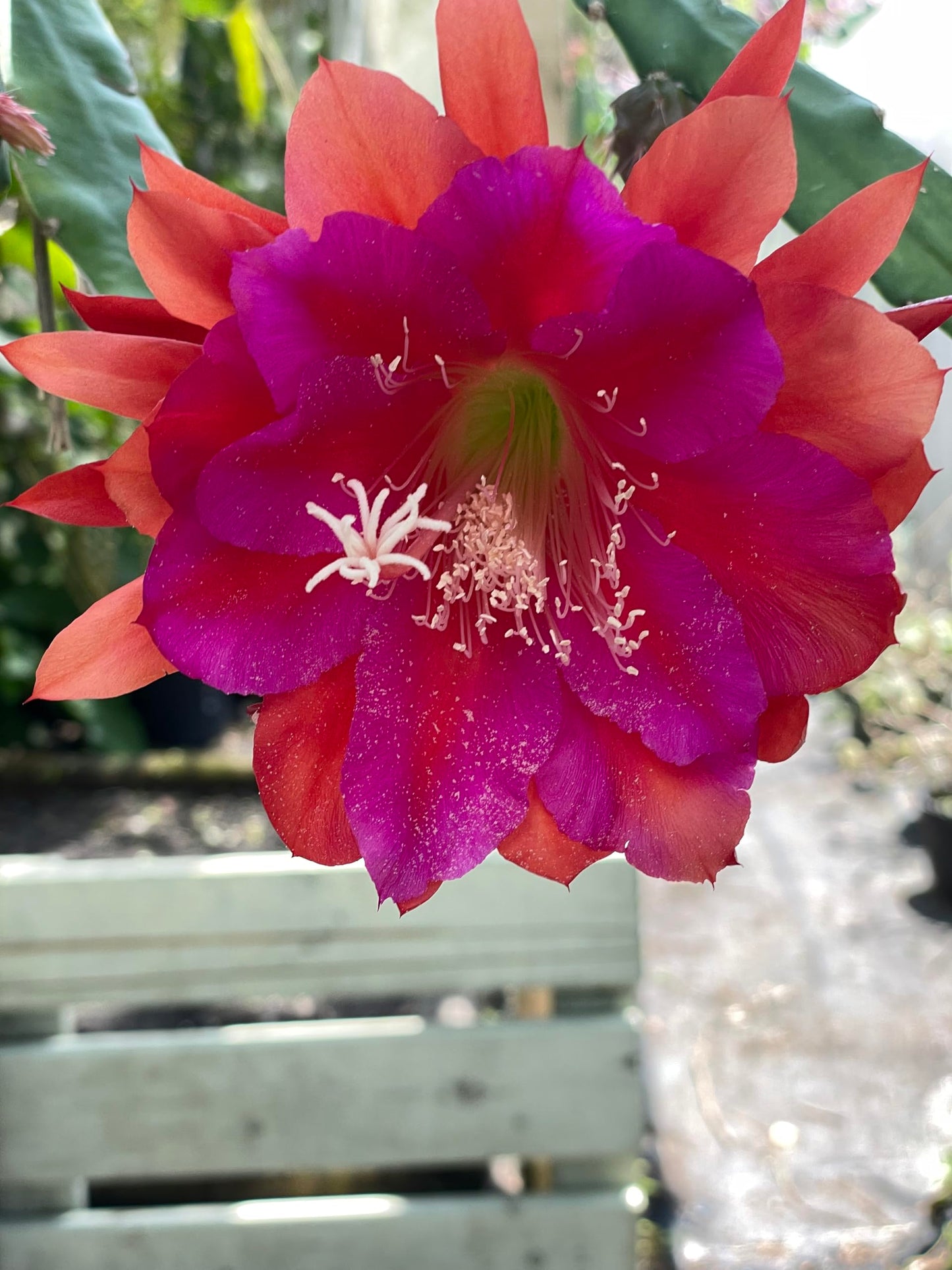 Epiphyllum 'Appeal' Fully-Rooted Starter Pot - Orchid Cactus Epiphytes - Indoor and Outdoor Plant - No Shipping to California or Arizona