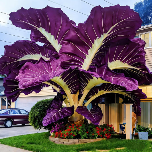 FEWSDVBX Elephant Ear- (Easy Grow for Outdoor Gardens) Excellent Display/Mix Color/Tropical Foliage (6)
