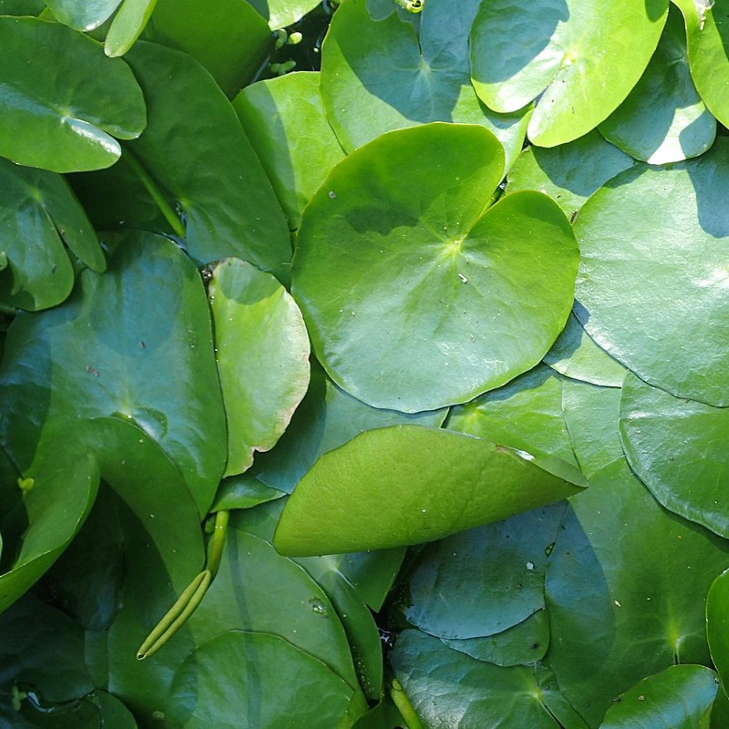Live Aquatic Pond Plant Yellow Floating Heart: Hardy Outdoor Garden Water Pond Plants Lily Like Floating Pads Goldfish Koi Ponds Loves Shade Sun Flowers Beautiful White Vanilla Scented Lily Flower
