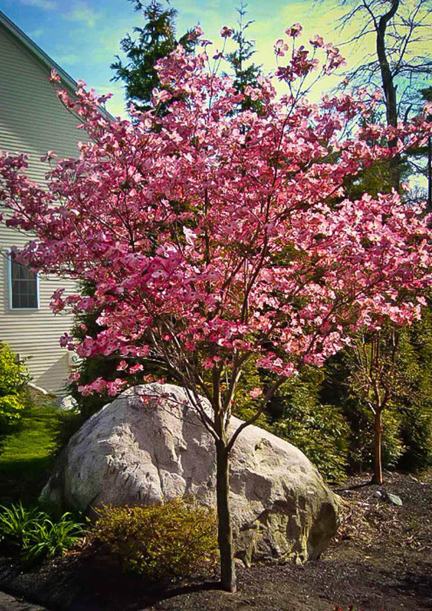 Pink Dogwood Tree Live Plant in 2.5" Pot, Well Rooted 6-12" Pink Flowering Dogwood Tree Plant Live, Dormant for Planting