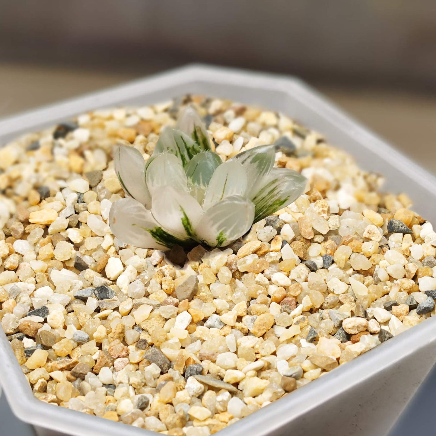 Coarse Sand Stone - Succulents and Cactus Bonsai DIY Projects Rocks, Decorative Gravel for Plants and Vases Fillers，Terrarium, Fairy Gardening, Natural Stone Top Dressing for Potted Plants.