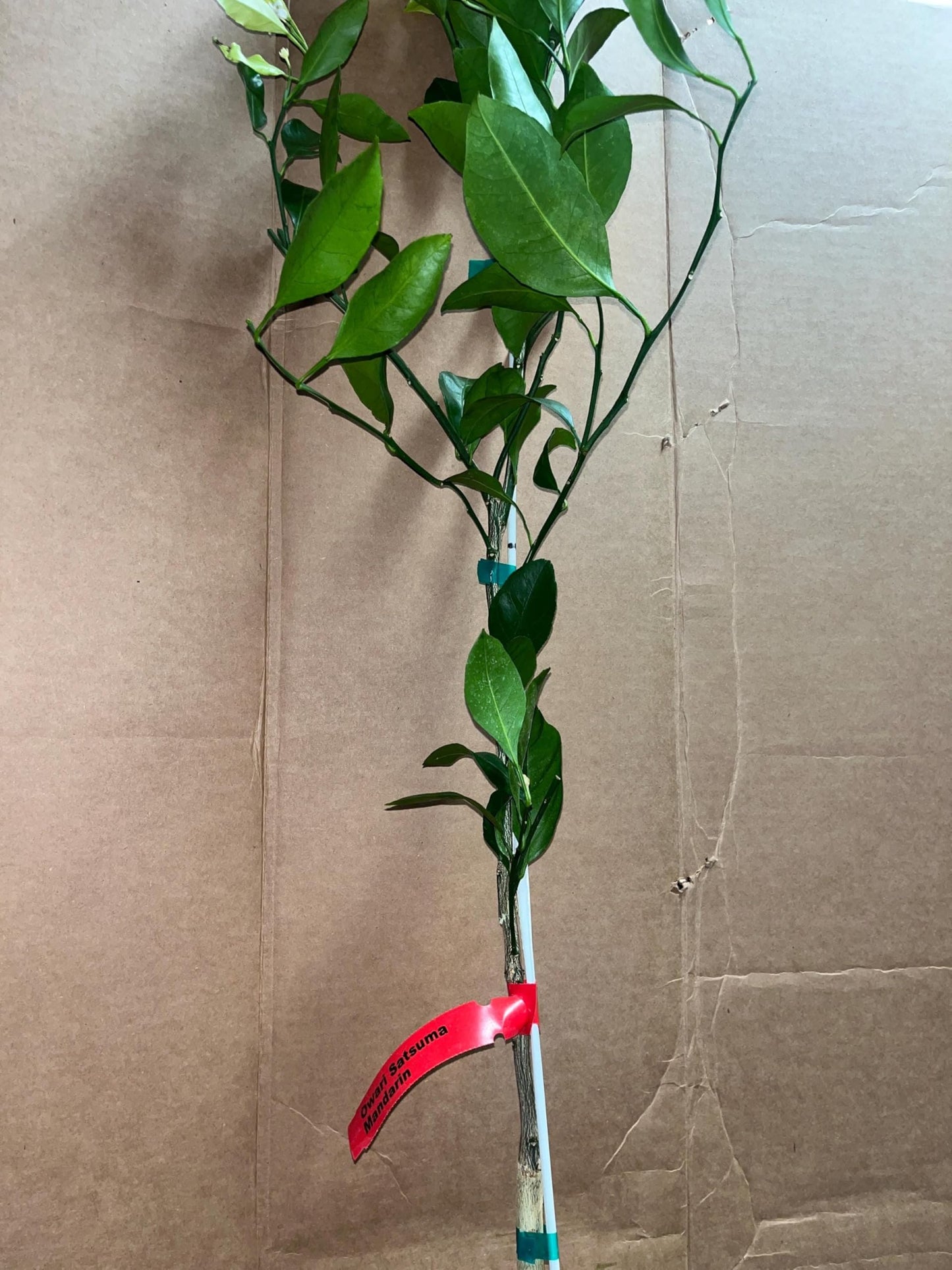 California only! Calamondin Calamansi Semi-Dwarf Tree, 24-36" Tall, grafted