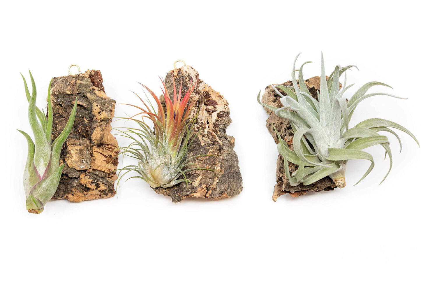 Air Plant Shop Fully Assembled Air Plant Cork Bark Displays - Wholesale and Bulk - Succulents - Live Tillandsia - Easy Care Indoor and Outdoor House Plants (Chunk)