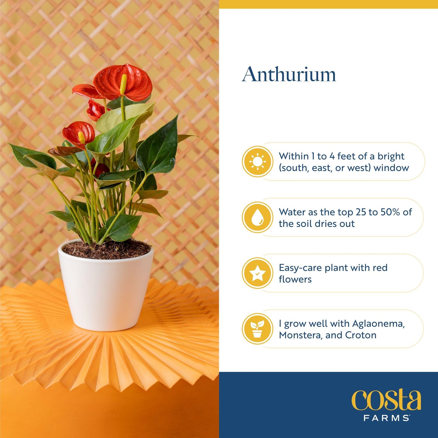 Costa Farms Anthurium, Flamingo Flower Live Plant in Decorative Pot, Air Purifying Flowering Indoor Houseplant, Home, Room, or Office Decor, House Warming or Birthday Gift, 10-14 Inches Tall