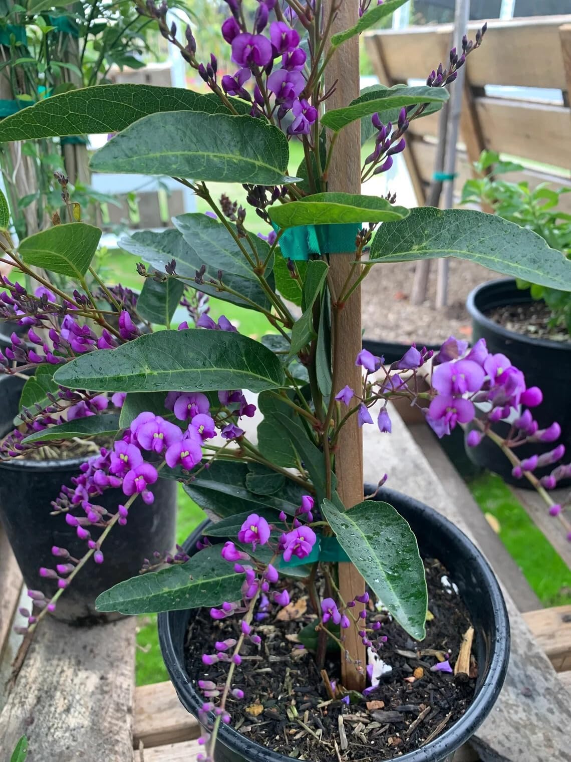 Live Plant - Happy Wanderer Hardenbergia Rooted Starter Plant