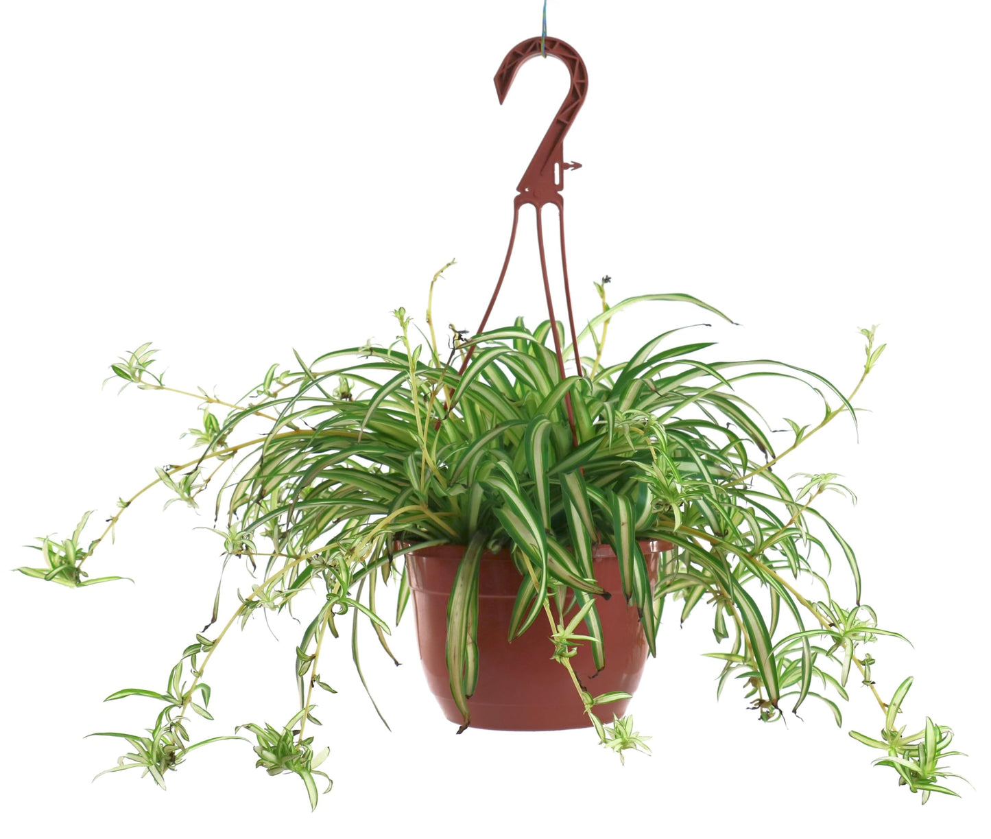 American Plant Exchange Spider Plant – Live Indoor Hanging Houseplant, 8-Inch Hanging Basket – Air-Purifying Chlorophytum Plant for Home, Office, and Indoor Décor