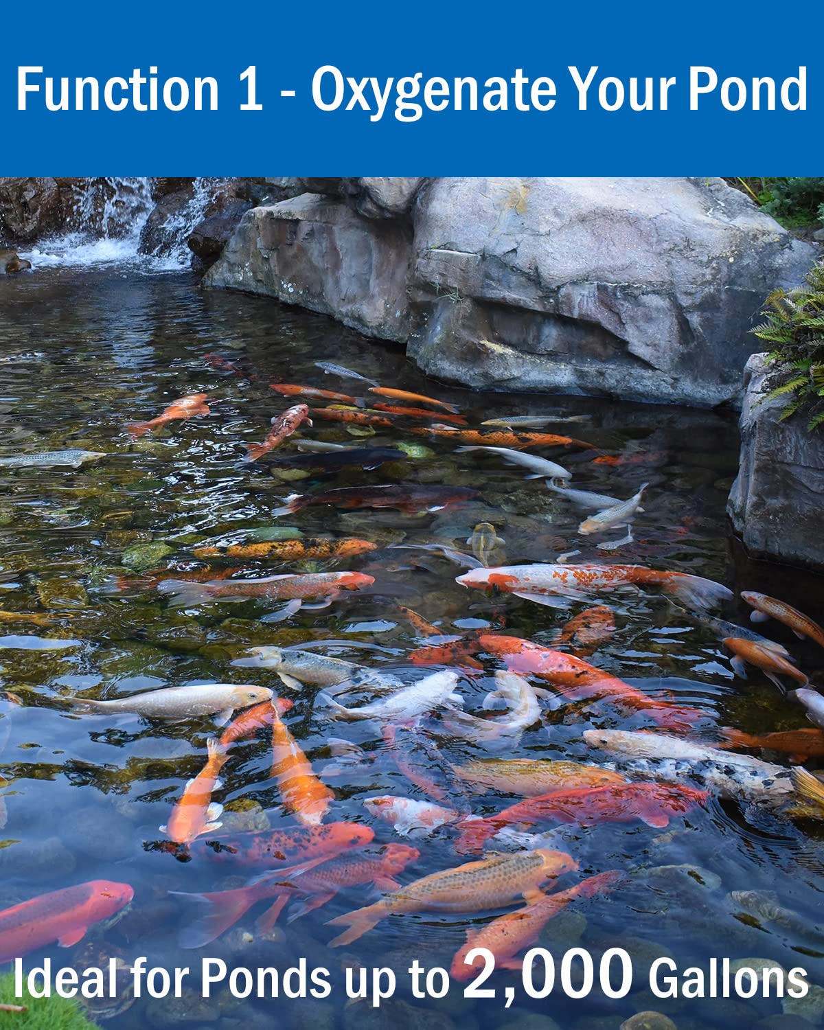 AquaMiracle All-in-One Koi Pond Aerator for Outdoor Ponds up to 2000 Gallons, Pond Air Pump Pond Aeration System with 4-Outlet Airline Tubing Air Stones Check Valves