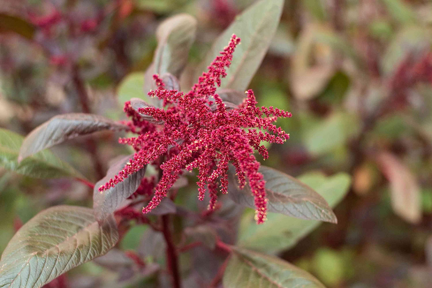 500+ Pcs Amaranth Seeds for Planting, Non-GMO, High Germination, Red and Green Leaf Variety, Vegetable Seeds for Microgreens, Sprouts, Home Garden, Indoor or Outdoor Containers