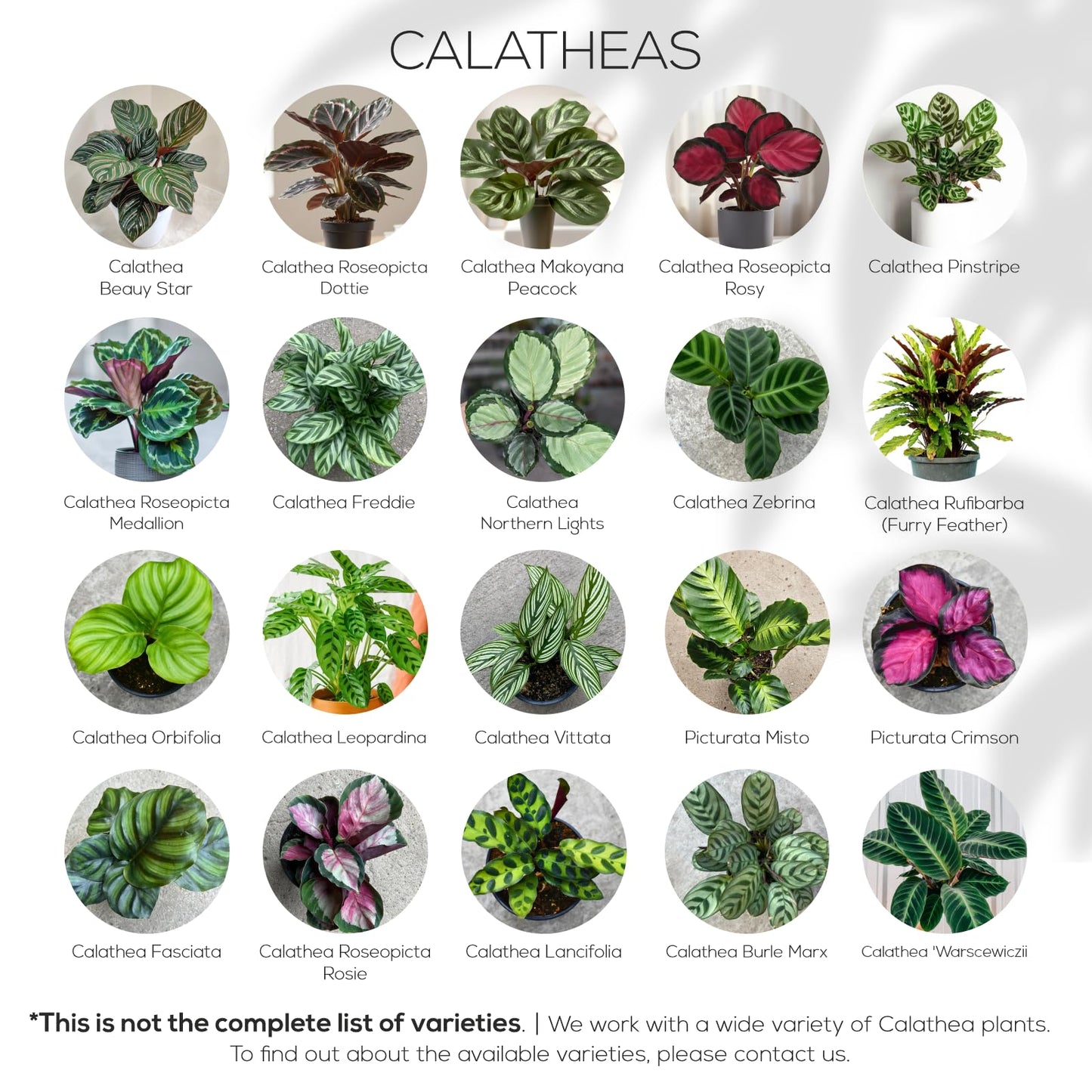 Calathea Collection (4 Pack) Live Plants – Stunning Foliage Prayer Plants Like Orbifolia, Rose Painted, White Star & Dottie – Easy Indoor Tropical Plants – Pet Friendly – Natural Air Purifiers