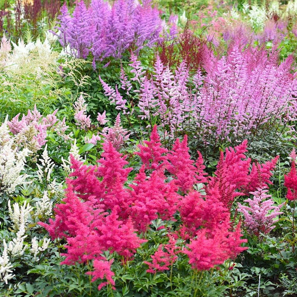 Giant Plume Assorted Astilbe Flowers - 3, 6, or 9 Bulbs -Attracts Butterflies, Bees & Hummingbirds - Great Gardening Gift (6 Bulbs)