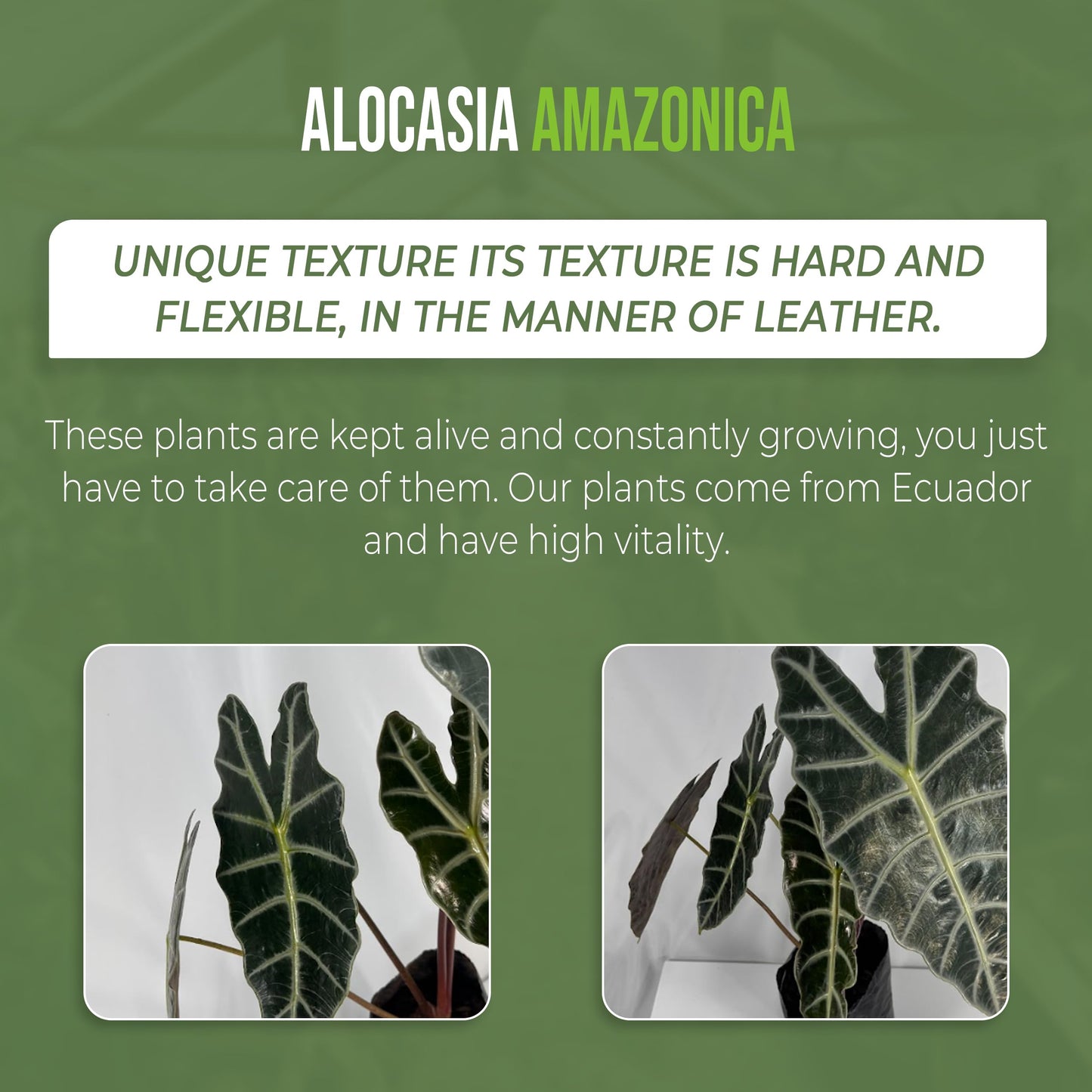 LEAL PLANTS ECUADOR Alocasia Amazonica| Elephant Ear Plant| African Mask Live Green House Plant