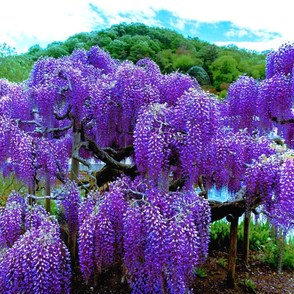 Purple Wisteria Live Plant, 6-12" Tall, Wisteria Vine in 2.5" Pot, Fragrant Flowering Climbing Plant for Outdoor Garden and Trellis