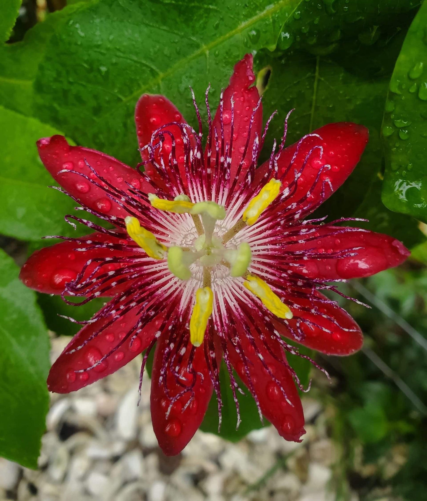 Lady Margaret Passiflora Live Plant | 5-9" Tall | Rare Raspberry Red Passion Flower Vine | Hardy Zone 8-11 | Fast-Growing Indoor/Outdoor Patio Climber | Exotic Hummingbird Attractor