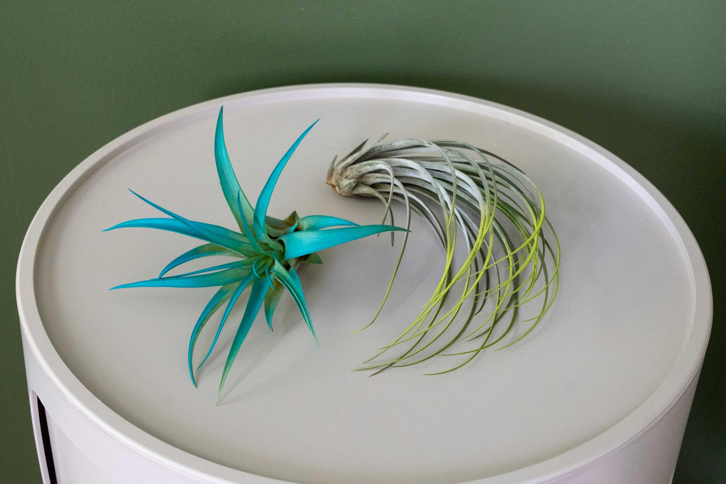 Colorful Mini Tillandsia Xerographica Air Plants in Custom Vibrant Tones - (Hawaiian Sunset, Pack of 3)