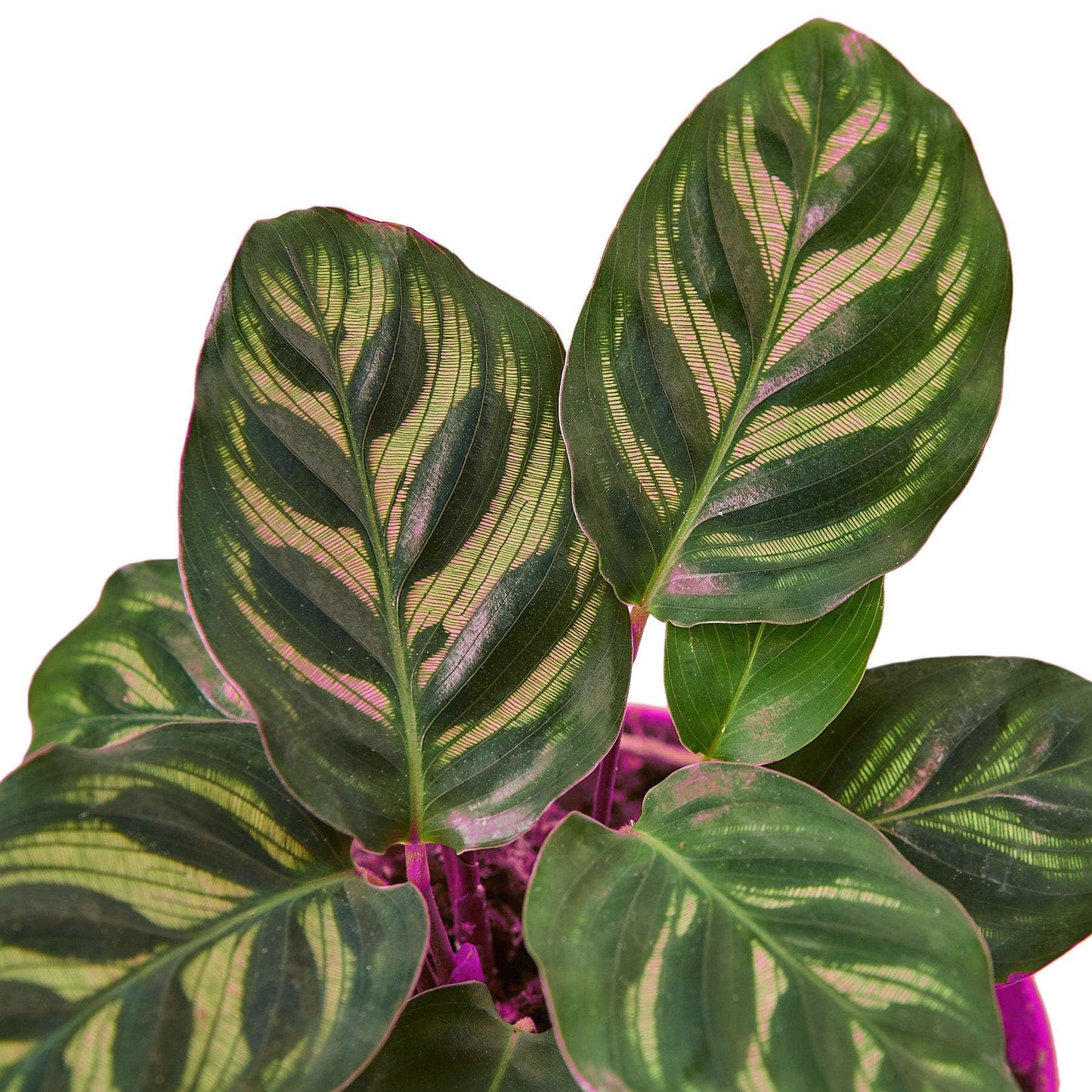 7 Pack Calathea 'Makoyana' in 4in Pot - Live Tropical Houseplant - Easy to Grow | Air Purifying | Pet Friendly | Variegated | USA Growers | The Snobby Leaf