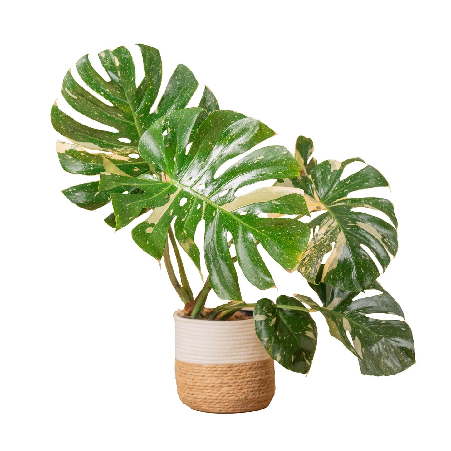 Costa Farms Live Plant, Thai Constellation Monstera House Plant, Decorative Plant Pot, Trending Tropicals Collection for Home and Room Decor, 2-3-Feet Tall