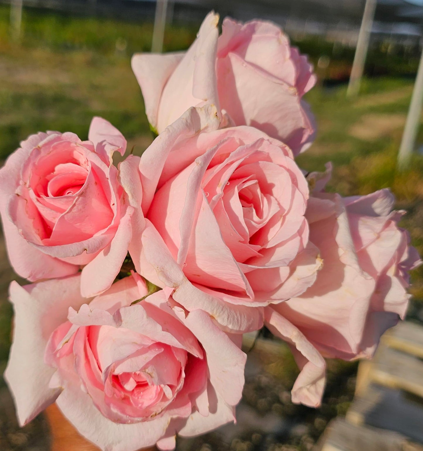 Ma Cherie Roses, Brides Dream Rose Bush, Rose Bushes Ready to Plant, 2 Quart Pot, Live Plants Outdoor, Plant Gifts, Roses, Perennial Plants, Outdoor Plants Live (Light Pink - Brides Dream)