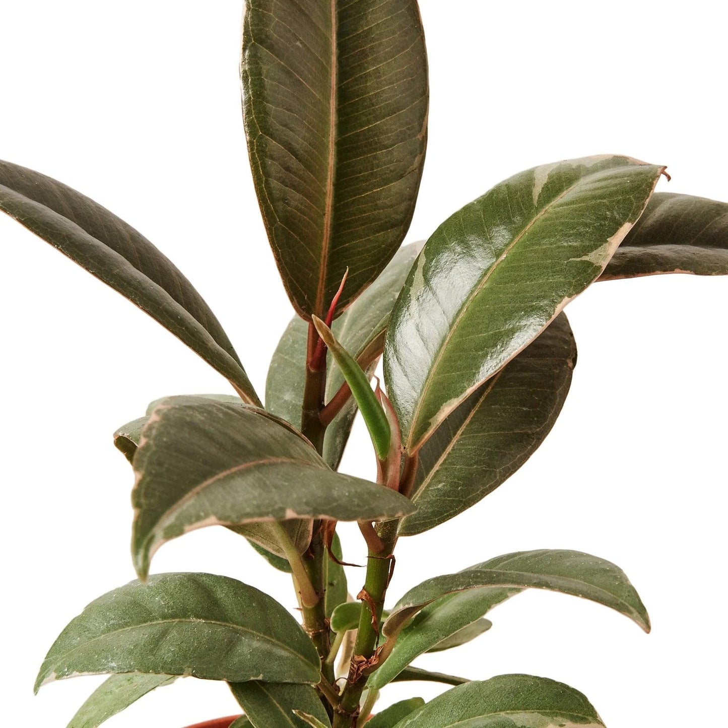 4 Pack Ficus Elastica 'Tineke' in 4in Pot - Live Plants Tropical Houseplants | Variegated | USA Growers | The Snobby Leaf