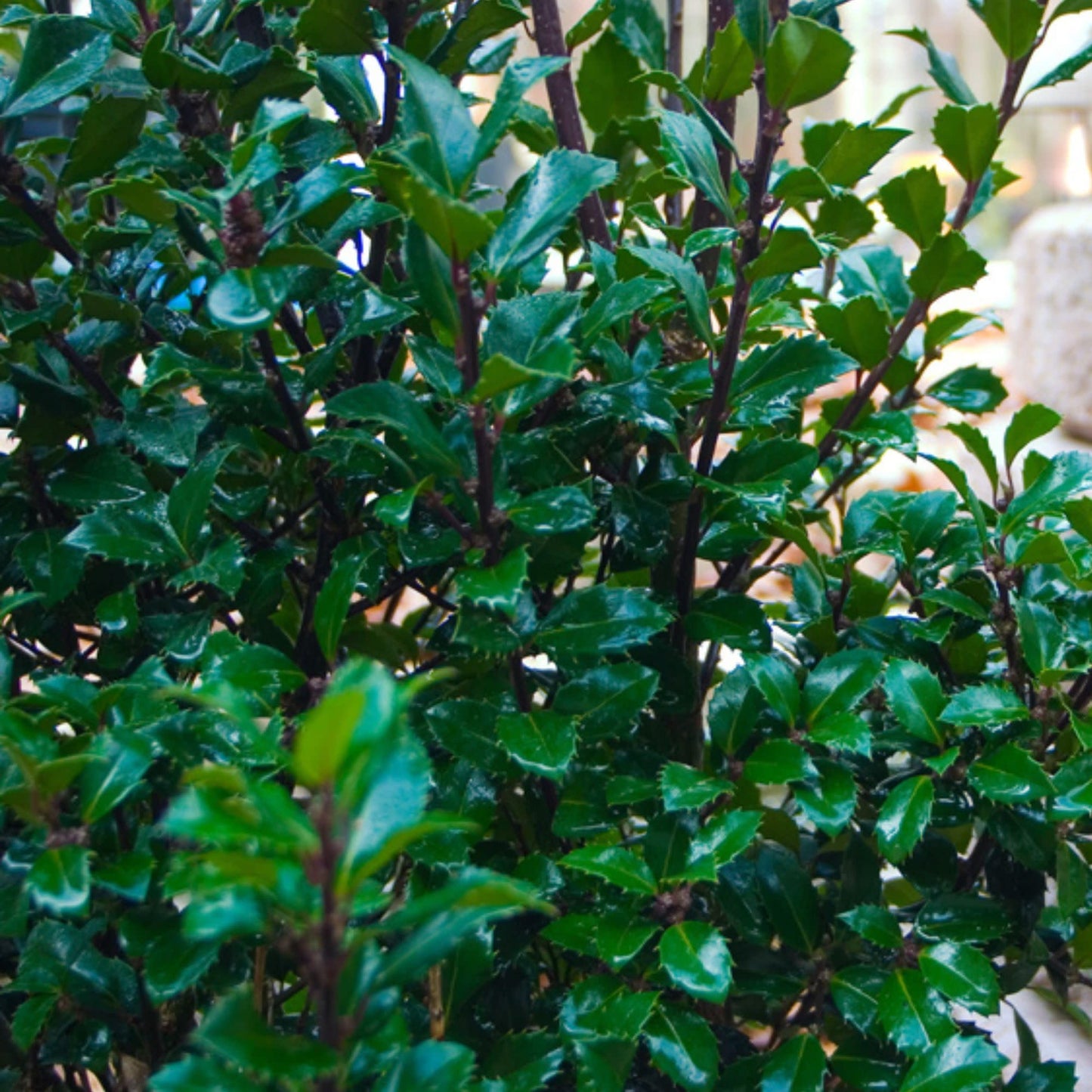 Proven Winners Castle Spire Blue Holly (Ilex x meserveae) Live Plant, 4.5" Qt, 4 Pack