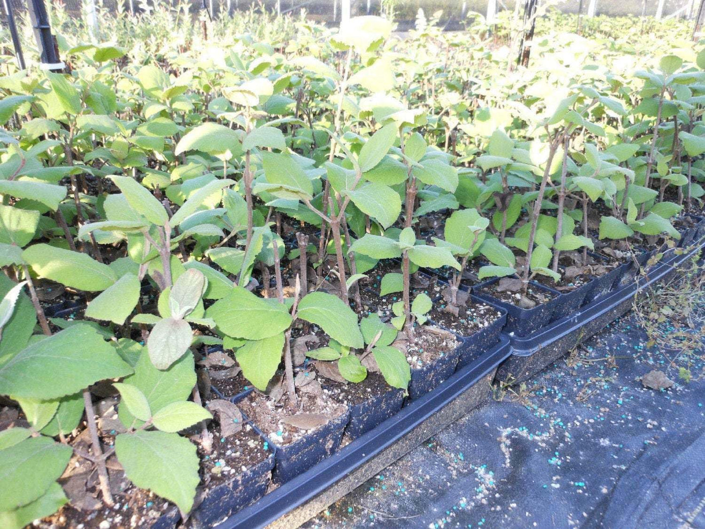 Live Plant - 2 Juddi Viburnum Shrubs - Live Potted Plants - 6-12" Tall Seedlings - 3" Pots