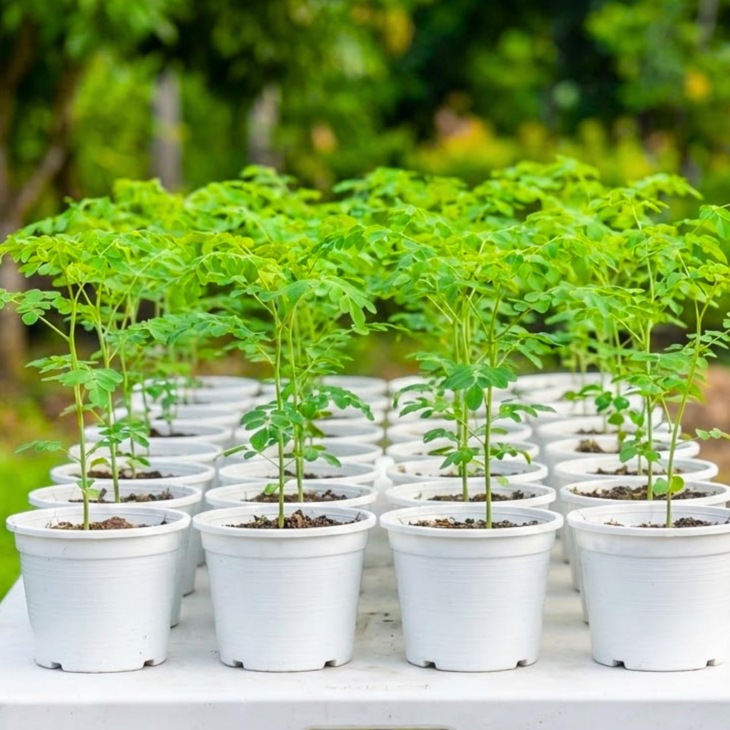 Sets 2 Live Malunggay Moringa Plants in One Pot for Planting, Oleifera Drumstick Horseradish Plants Live, 6 to 8 Inc Tall, Well-Rooted