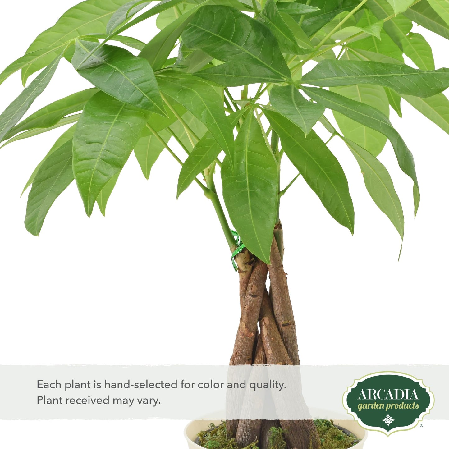 Live Braided Money Tree Pachira Aquatica Indoor Houseplant in Arcadia Garden Product's Branded Plastic Pot, Tropical Plant Collector Gift for Home and Garden Decor, 4-in, Beige