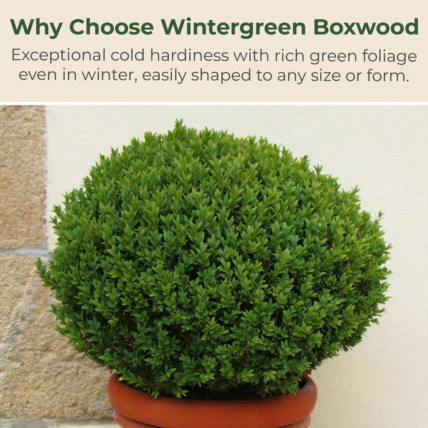 Wintergreen Boxwood Live Evergreen Shrub – Dense Green Foliage Grows Upto 4 ft in 1 Gal Grower Container – Easy-Prune Landscape Plant for Borders, Hedges & English Gardens, USDA Zones 4–9, 1-Pack