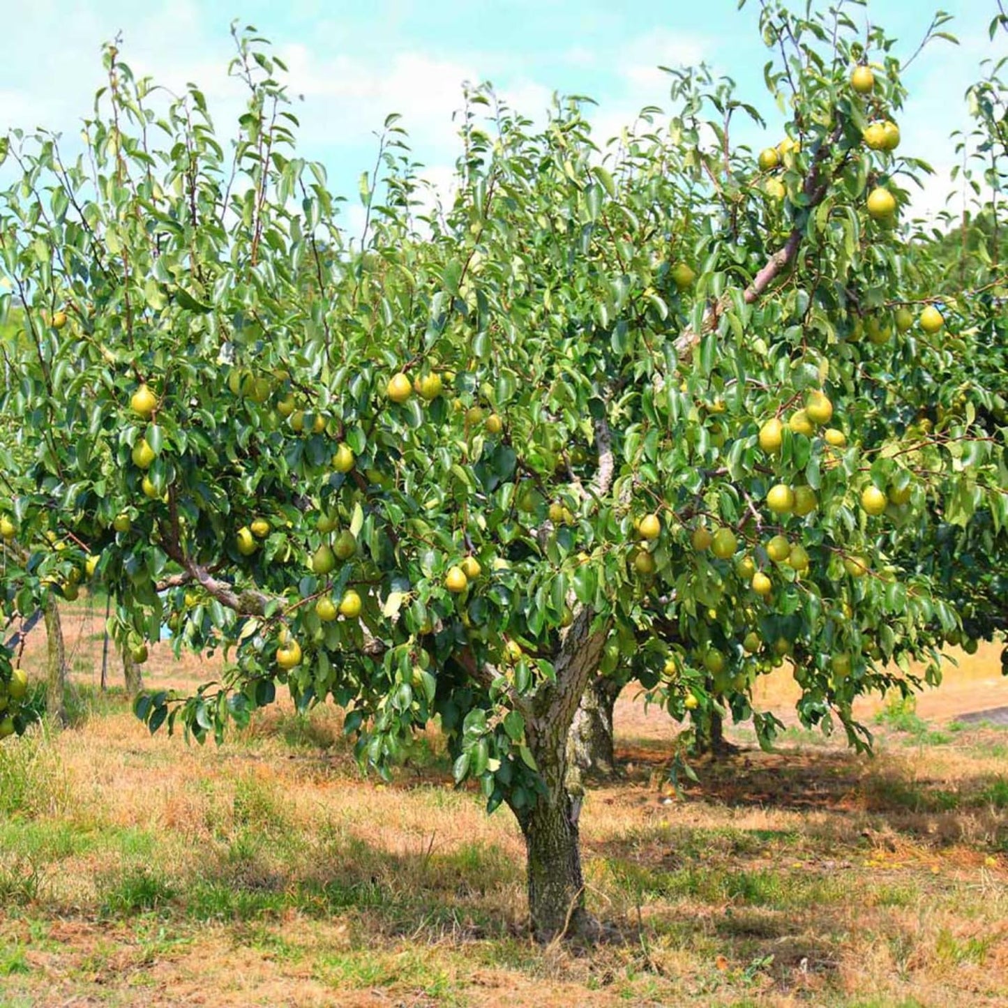 9 Months Old Pear Tree Live Plant for Spring Planting, Red-Yellow Green Pears 8-10 Inches in Tall, No Pot, Dormant in Winter, No Leaf, Cold Hardy Pear Home Orchard Yard