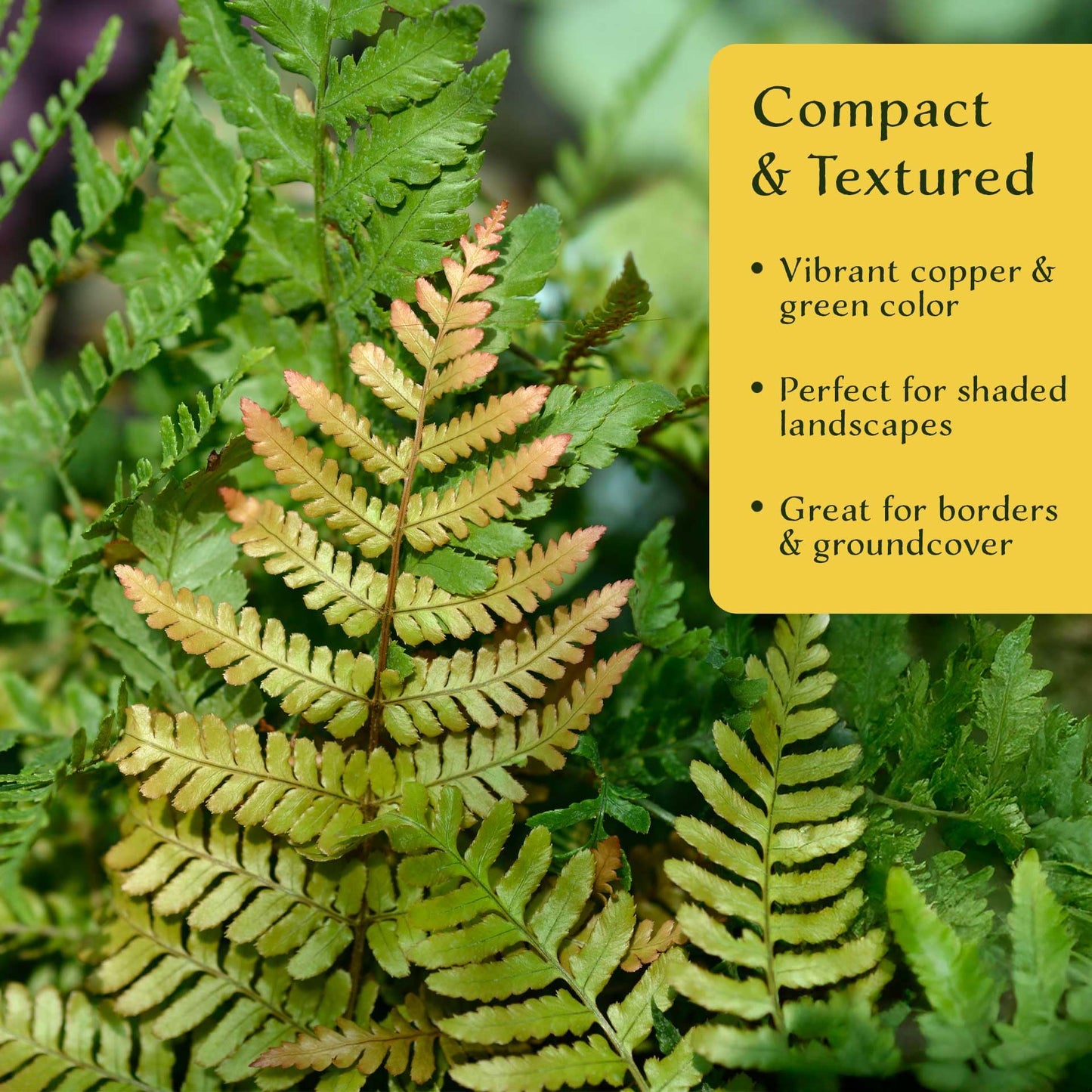 2 Autumn Fern – Evergreen Perennial Shade Fern with Arching Coppery Fronds for Woodland Shade Borders & Containers (Dryopteris erythrosora ‘Autumn’) in 3.5” Cubes, Live Plants