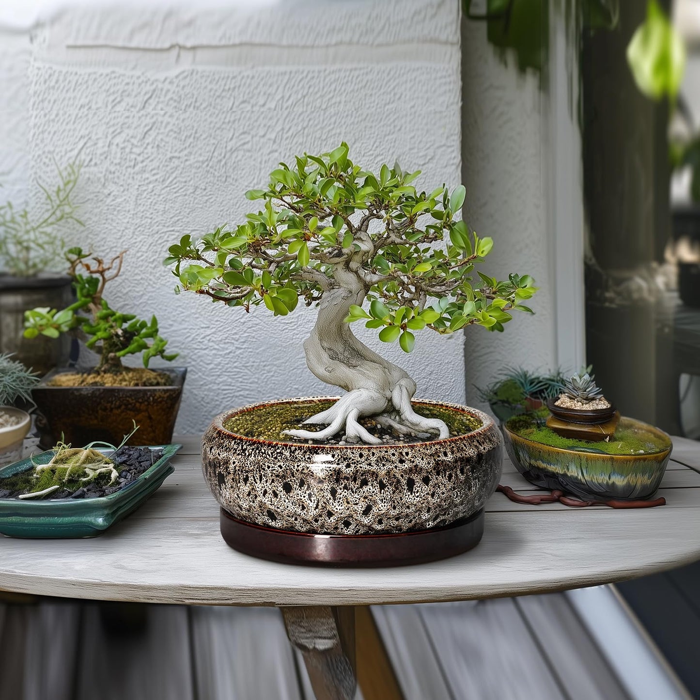 EPFamily Succulent Pots 10 Inch - Ceramic Bonsai Pots with Drainage Hole and Tray, Large Succulent Planters, Shallow Planter Indoor, Round Planter Bowl, Window Decor, Gifts for Plant Lovers, White