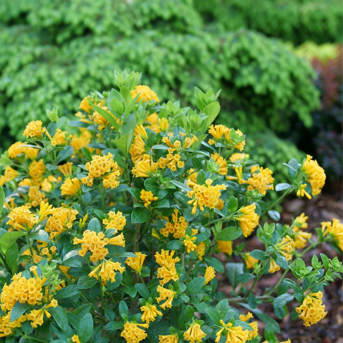 Proven Winners Juiced Orange Jessamine (Cestrum corymbosum) Live Plant, 4.5" Qt, 4 Pack