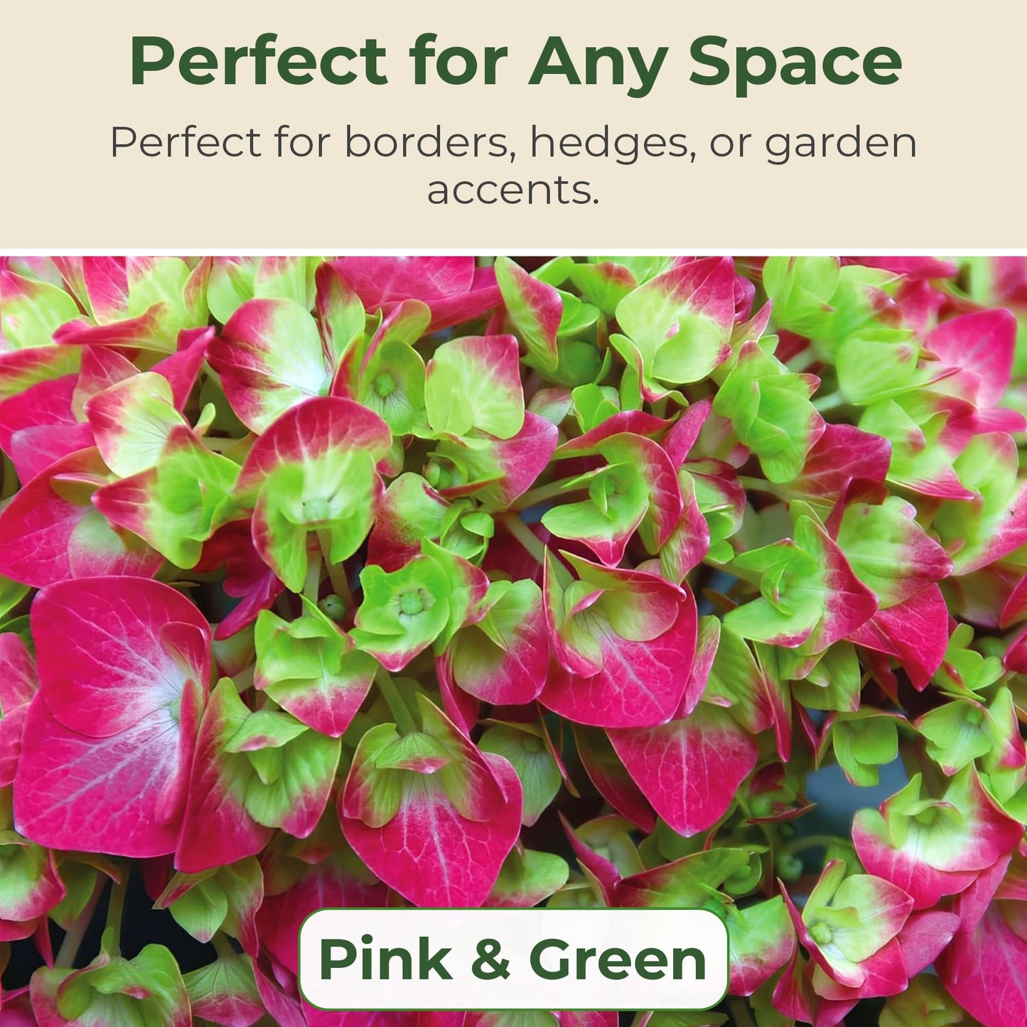 Hydrangea Lime Lovebird Shrub - Spring & Summer Blooming Live Pink and Green Flowers for Gardens in 2 Gal Pot - 3-4' x 3-4' Flowering Shrubs w/Moderate Watering Needs (1 Count)