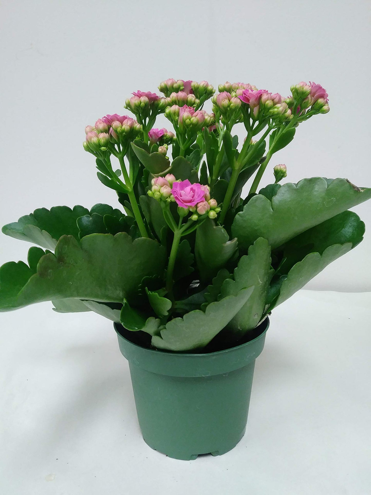 Live 4" Pink Kalanchoe with a 4" Plastic Grow Pot - 4 Inch Plant