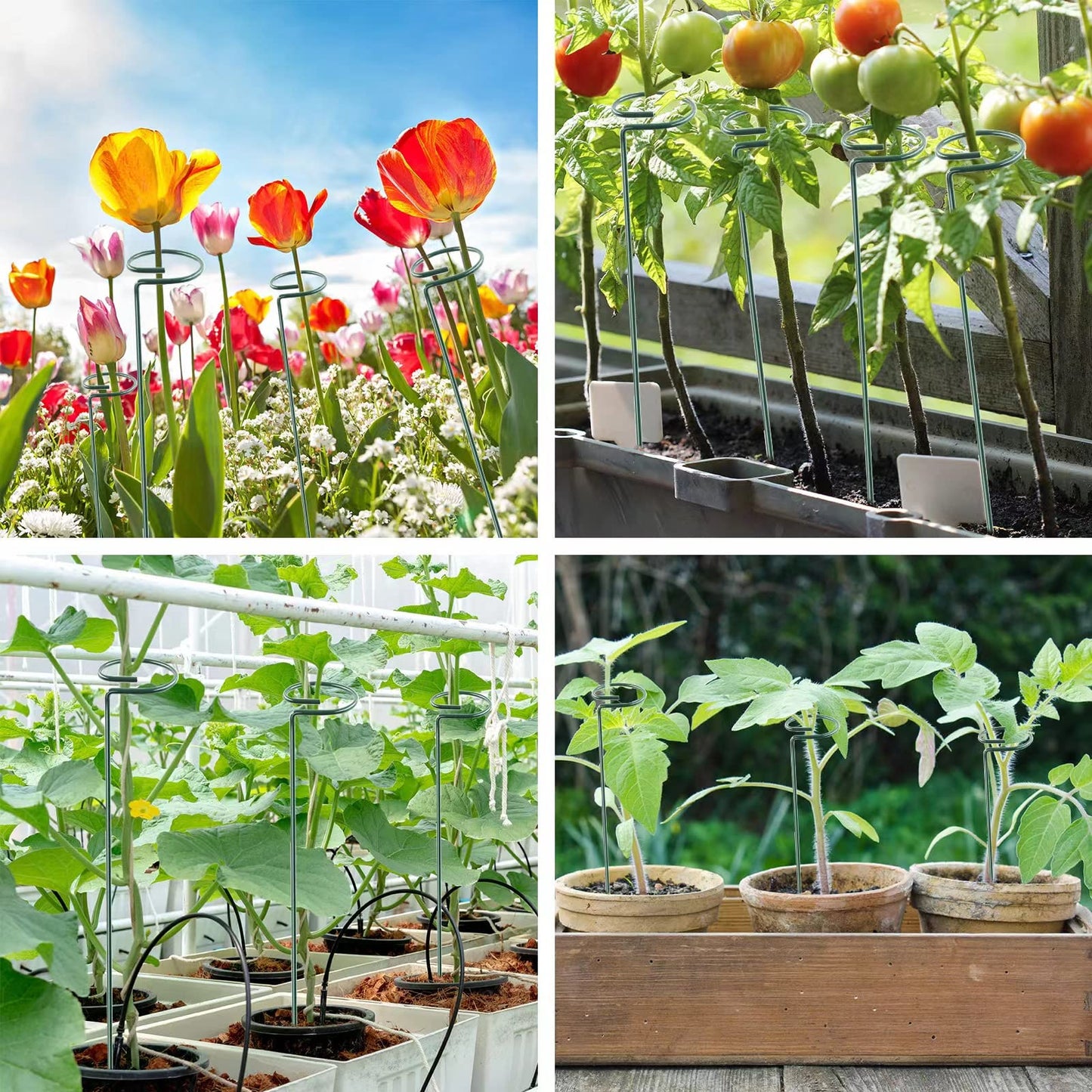 Thealyn 36 Inch 20 Packs Plant Support Stake Garden Single stemmed Plant Support Hoops Plant Prop for Flowers Orchid Tomatoes Peony Lily Rose Gladiolus (36 inch)