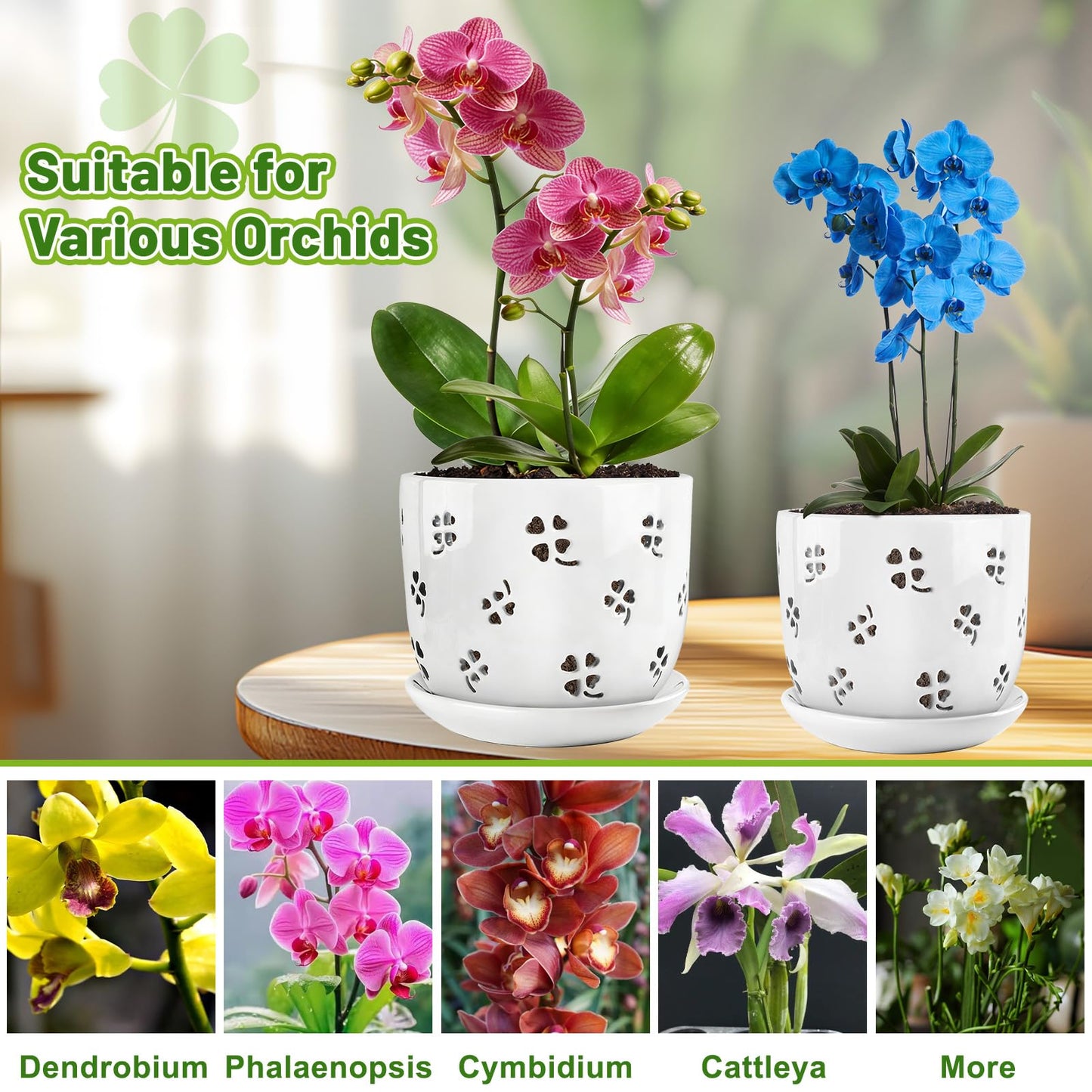 REMIAWY Orchid Pot, 6 Inch and 5 Inch Large Ceramic Orchid Planter with Drainage Holes and Saucer, Decorative Flower Pots for Indoor Outdoor Plant Repotting, Succulent, Good Air Circulation, 2 Packs