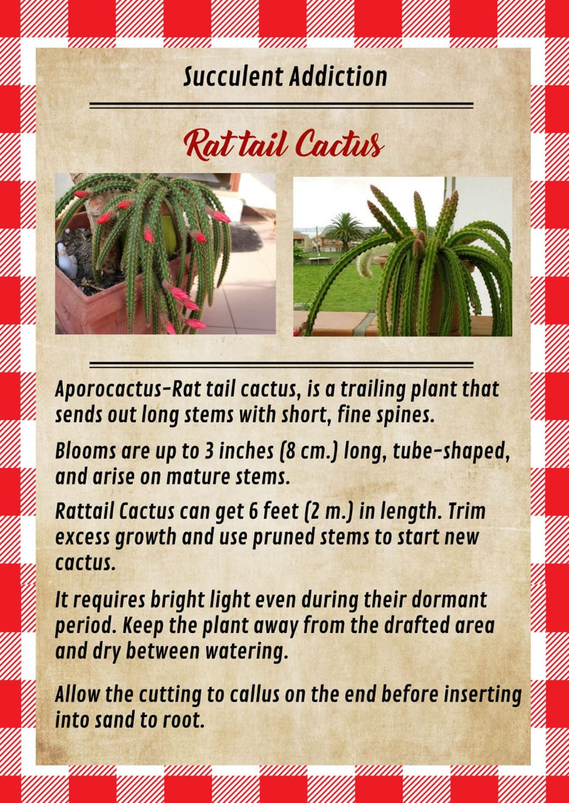 4" Rat Tail Cactus Rare Live Cactus Succulent Fully Rooted-Aporocactus Flagelliformis Live Plant. Easy to Grown Indoor/Outdoor.